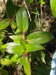 Kadua centranthoides