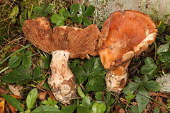 Cortinarius scaurus