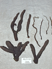 Xylaria scruposa