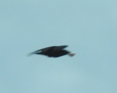 Corvus corone