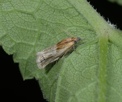 Eucosma cana
