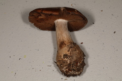 Cortinarius scaurus