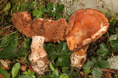 Cortinarius scaurus