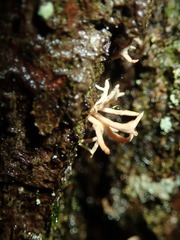 Lentaria byssiseda