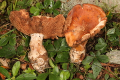 Cortinarius scaurus