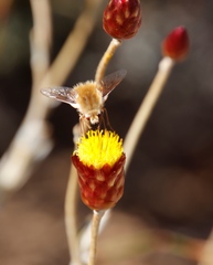 Australoechus micans