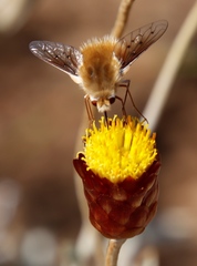 Australoechus micans
