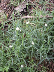 Stellaria soongorica