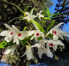 Dendrobium lituiflorum