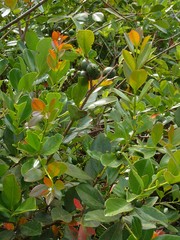 Psidium cattleyanum