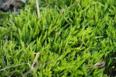 Scleropodium cespitans