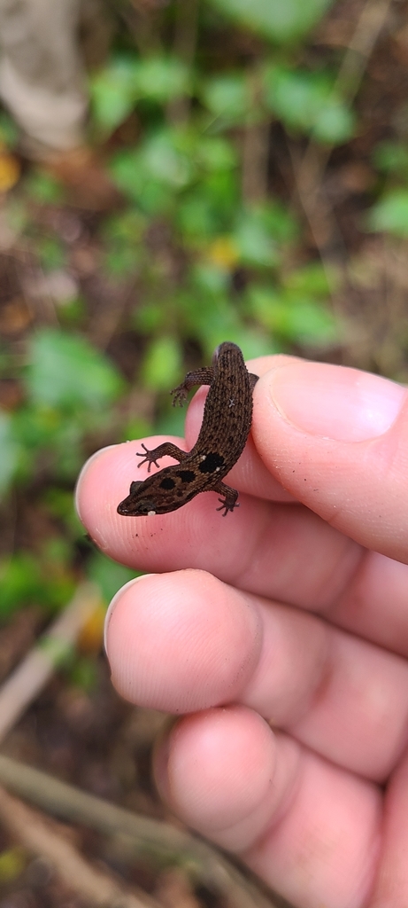 Sphaerodactylus grandisquamis mimetes
