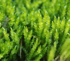 Scleropodium cespitans