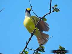 Pitangus sulphuratus