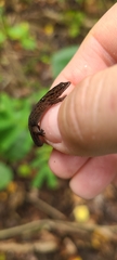 Sphaerodactylus grandisquamis mimetes