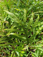 Microsorum scolopendria