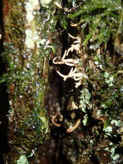 Lentaria byssiseda