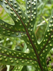Microsorum scolopendria