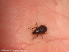 Leschenius vulcanorum