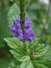 Stachytarpheta urticifolia