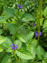 Stachytarpheta urticifolia