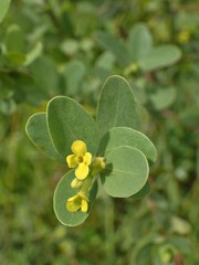 Wikstroemia indica