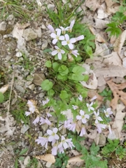 Cardamine douglassii