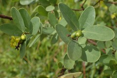 Wikstroemia indica