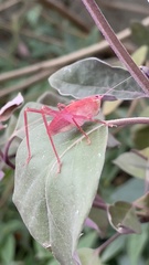 Phylloptera vaginalis