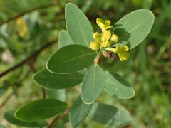 Wikstroemia indica