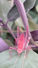 Phylloptera vaginalis