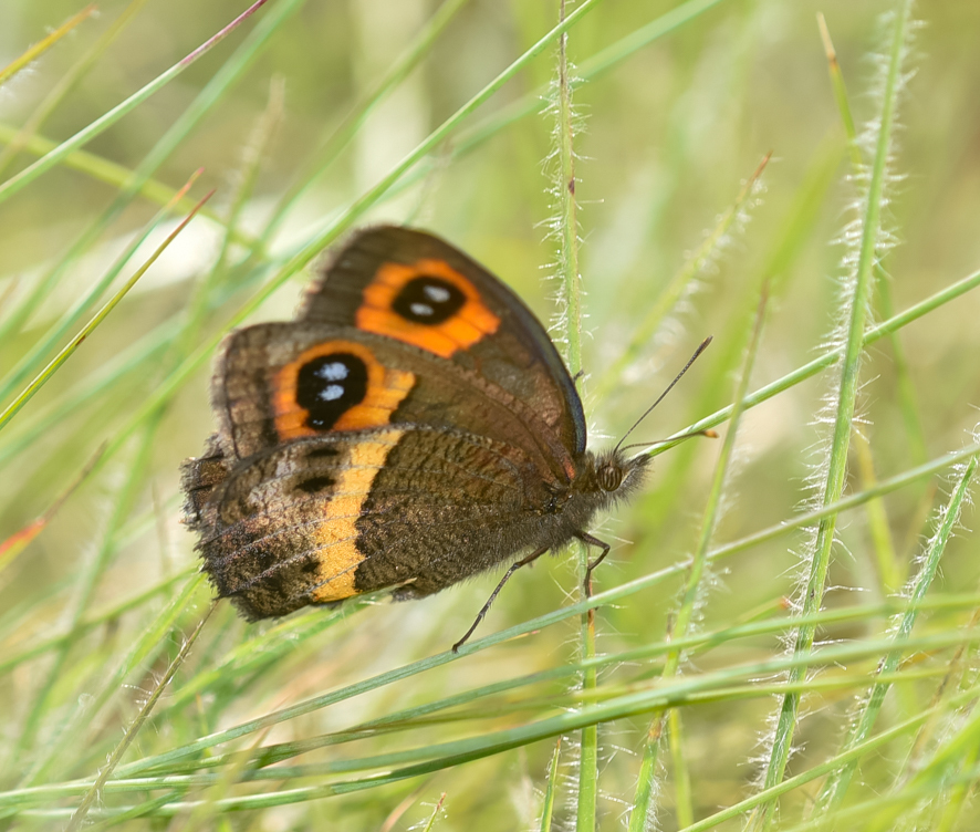 Pampasatyrus glaucope