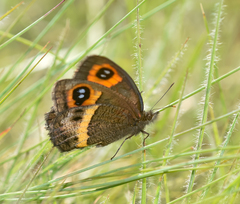 Pampasatyrus glaucope