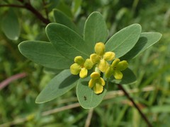 Wikstroemia indica