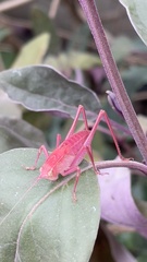 Phylloptera vaginalis