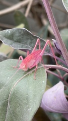 Phylloptera vaginalis