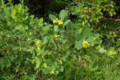 Wikstroemia indica