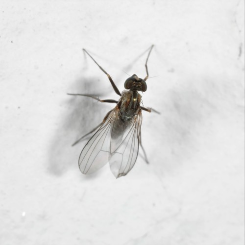 Medetera jacula