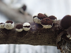 Diderma evelinae