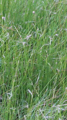 Nassella leucotricha