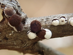 Diderma evelinae