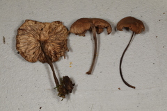 Collybiopsis dichroa