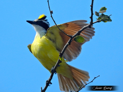 Pitangus sulphuratus