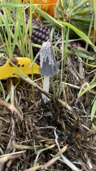 Coprinopsis lagopus