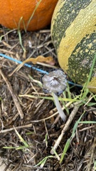 Coprinopsis lagopus