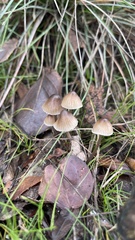 Mycena leptocephala