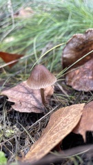 Mycena leptocephala