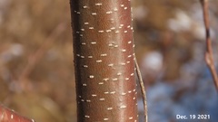 Alnus hirsuta