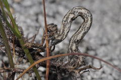 Peribatodes rhomboidaria