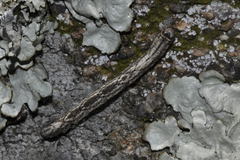 Peribatodes rhomboidaria